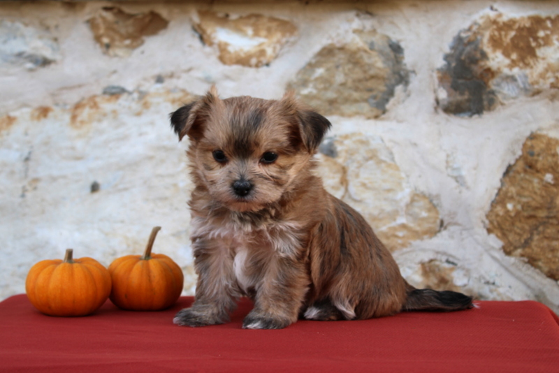 puppy, for, sale, Morkie, Matthew B. Stoltzfus, dog, breeder, Gap, PA, dog-breeder, puppy-for-sale, forsale, nearby, find, puppyfind, locator, puppylocator, aca